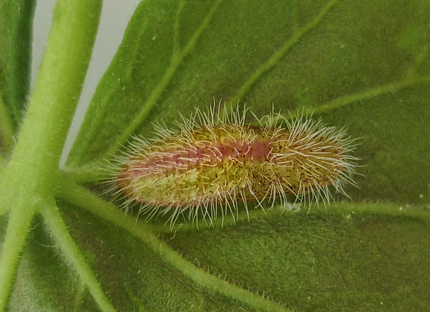 Cacyreus Marshalli